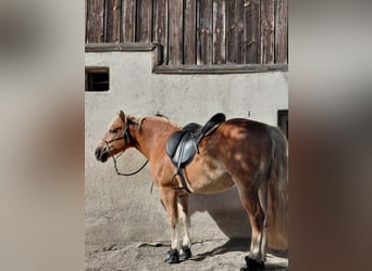 Haflinger, Stute, 20 Jahre, 150 cm, Fuchs