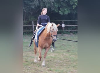 Haflinger, Stute, 20 Jahre, 152 cm, Fuchs