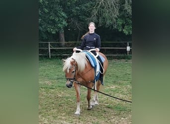 Haflinger, Stute, 20 Jahre, 152 cm, Fuchs