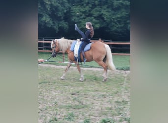 Haflinger, Stute, 20 Jahre, 152 cm, Fuchs