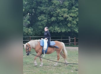 Haflinger, Stute, 20 Jahre, 152 cm, Fuchs