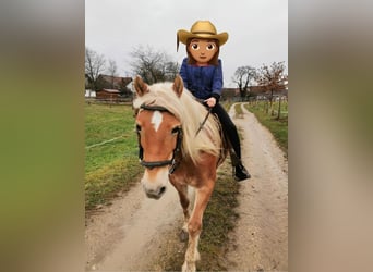 Haflinger Mix, Stute, 21 Jahre, 140 cm, Fuchs