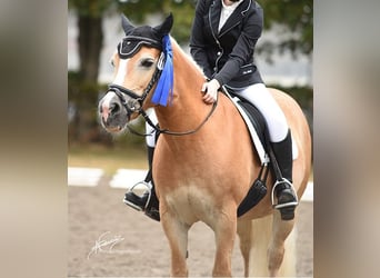 Haflinger, Stute, 21 Jahre, 143 cm, Fuchs