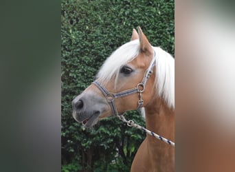 Haflinger, Stute, 21 Jahre, 145 cm, Fuchs