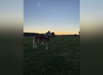 Haflinger, Stute, 21 Jahre, 145 cm, Fuchs