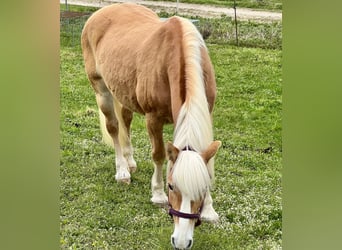 Haflinger, Stute, 21 Jahre, 149 cm, Fuchs