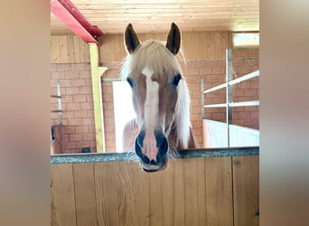 Haflinger, Stute, 21 Jahre, 149 cm, Fuchs