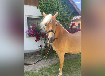 Haflinger, Stute, 21 Jahre, 150 cm, Fuchs