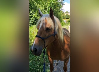 Haflinger, Stute, 22 Jahre, 145 cm