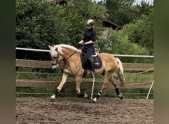 Haflinger, Stute, 22 Jahre, 147 cm, Fuchs