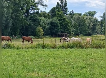 Haflinger, Stute, 22 Jahre, 148 cm, Falbe
