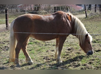 Haflinger, Stute, 22 Jahre, 150 cm, Fuchs