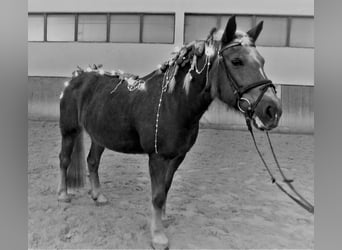 Haflinger, Stute, 22 Jahre, 150 cm, Fuchs