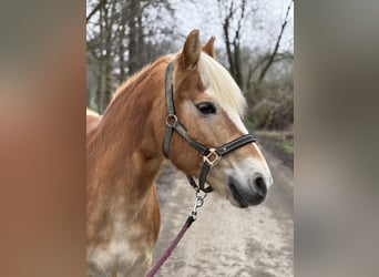 Haflinger, Stute, 22 Jahre