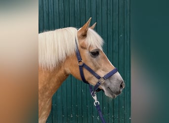Haflinger, Stute, 23 Jahre, 135 cm, Fuchs