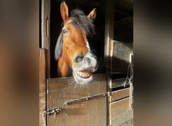 Haflinger Mix, Stute, 23 Jahre, 148 cm