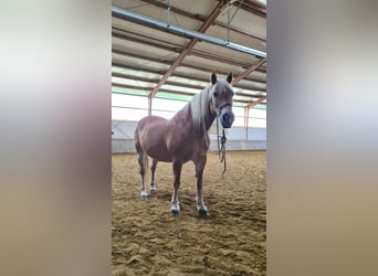 Haflinger, Stute, 24 Jahre, 148 cm, Fuchs
