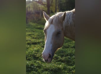 Haflinger Mix, Stute, 24 Jahre, 155 cm, Palomino