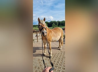 Haflinger, Stute, 25 Jahre, 145 cm, Fuchs
