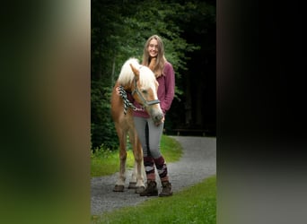 Haflinger, Stute, 26 Jahre, 140 cm, Fuchs