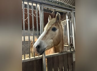 Haflinger, Stute, 26 Jahre, 145 cm