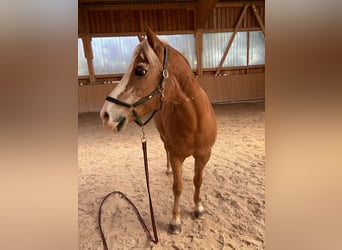 Haflinger, Stute, 28 Jahre, 145 cm