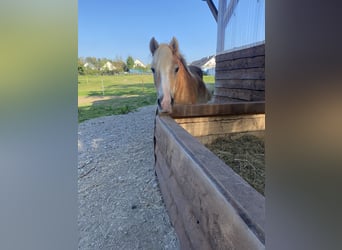 Haflinger, Stute, 29 Jahre, 139 cm, Fuchs