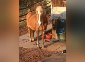 Haflinger, Stute, 29 Jahre, 141 cm