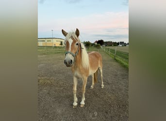 Haflinger, Stute, 2 Jahre, 136 cm, Hellbrauner
