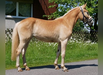 Haflinger, Stute, 2 Jahre, 139 cm