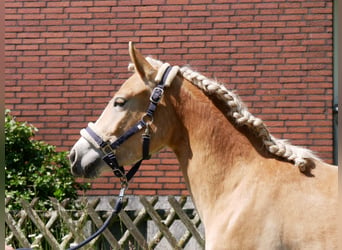 Haflinger, Stute, 2 Jahre, 139 cm