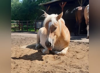 Haflinger, Stute, 2 Jahre, 142 cm