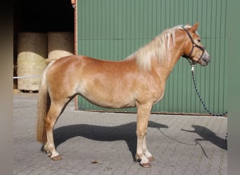 Haflinger, Stute, 2 Jahre, 143 cm, Fuchs