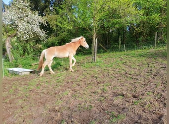 Haflinger, Stute, 2 Jahre, 144 cm, Fuchs