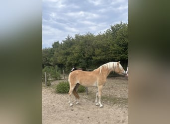Haflinger, Stute, 2 Jahre, 145 cm, Fuchs