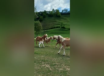 Haflinger, Stute, 2 Jahre, 146 cm, Fuchs