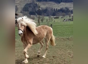 Haflinger, Stute, 2 Jahre, 146 cm, Fuchs