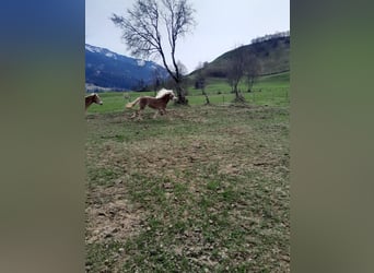 Haflinger, Stute, 2 Jahre, 146 cm, Fuchs
