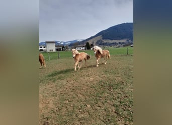 Haflinger, Stute, 2 Jahre, 146 cm, Fuchs