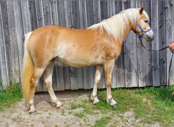 Haflinger, Stute, 2 Jahre, 146 cm, Fuchs