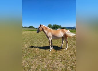 Haflinger, Stute, 2 Jahre, 146 cm, Fuchs