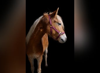 Haflinger, Stute, 2 Jahre, 148 cm