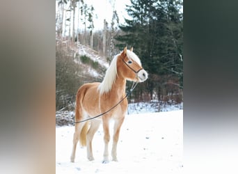 Haflinger, Stute, 2 Jahre, 148 cm
