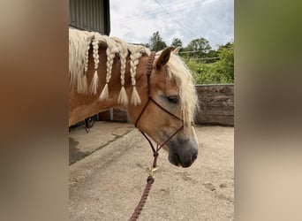 Haflinger, Stute, 2 Jahre, 148 cm, Fuchs