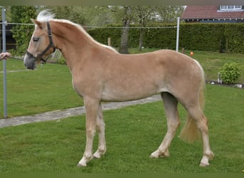 Haflinger, Stute, 2 Jahre, 149 cm, Fuchs