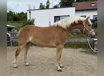 Haflinger, Stute, 2 Jahre, 150 cm, Fuchs