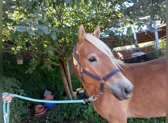 Haflinger, Stute, 2 Jahre, 150 cm, Fuchs