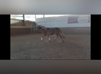 Haflinger, Stute, 2 Jahre, 150 cm, Fuchs