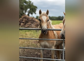 Haflinger, Stute, 2 Jahre, 150 cm, Fuchs