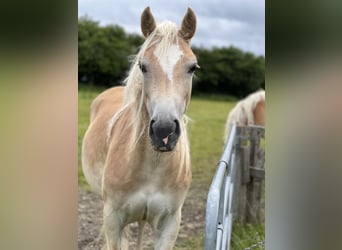 Haflinger, Stute, 2 Jahre, 150 cm, Fuchs